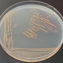 Banyuls Bacterial Culture Collection